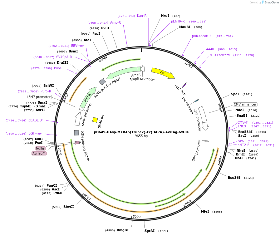 157034-plasmid-map-sequence-id-303177