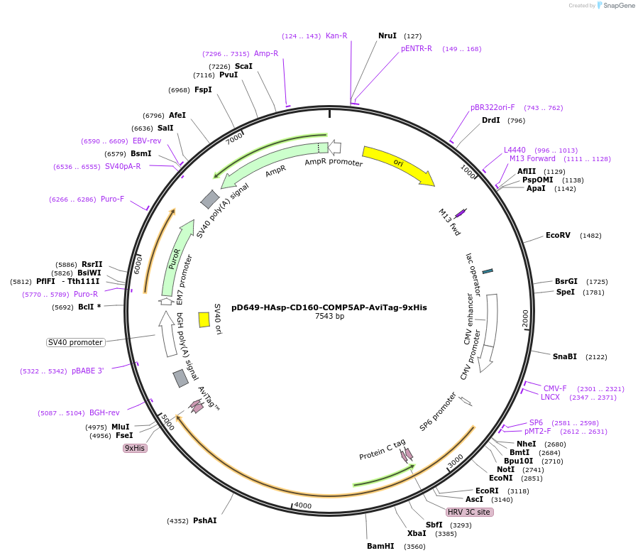 157084-plasmid-map-sequence-id-303277