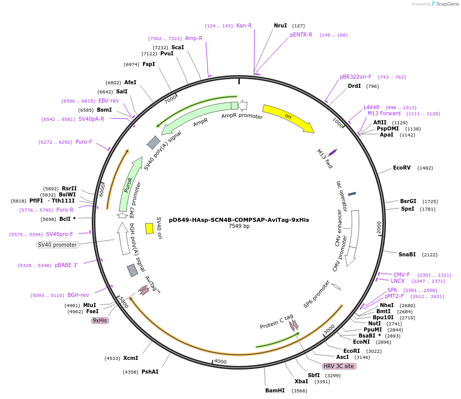 157086-plasmid-map-sequence-id-303281