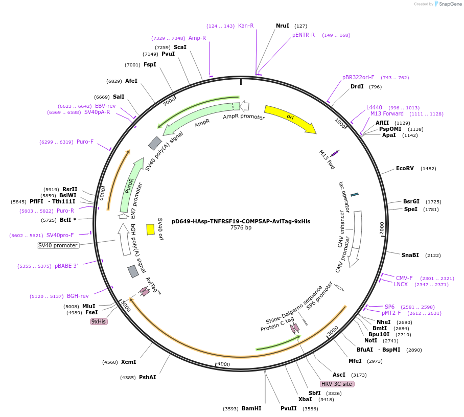 157098-plasmid-map-sequence-id-303305