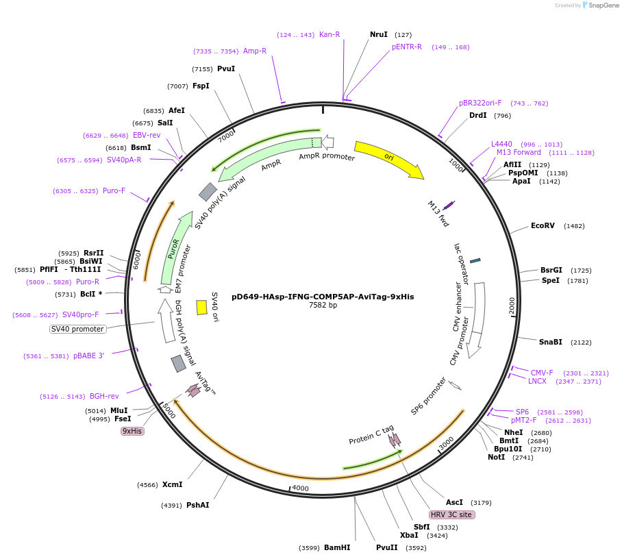 157100-plasmid-map-sequence-id-303309