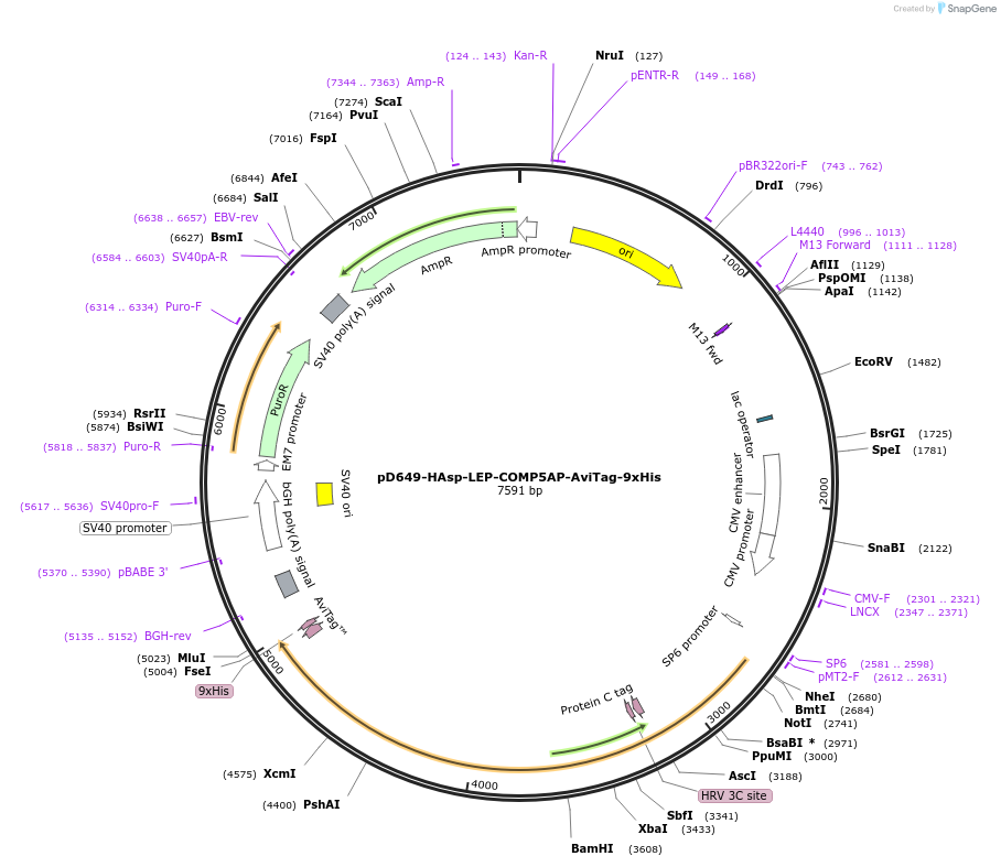 157103-plasmid-map-sequence-id-303315