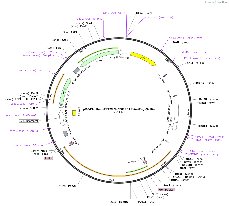 157105-plasmid-map-sequence-id-303319