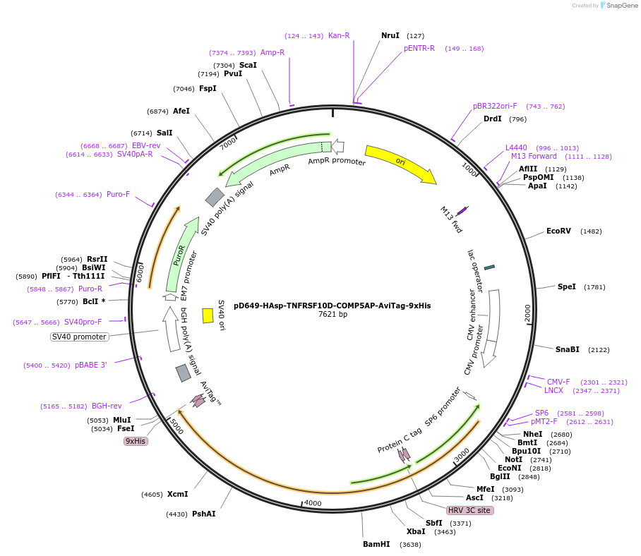 157116-plasmid-map-sequence-id-303341