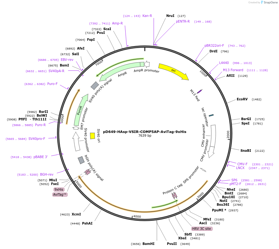 157120-plasmid-map-sequence-id-303349