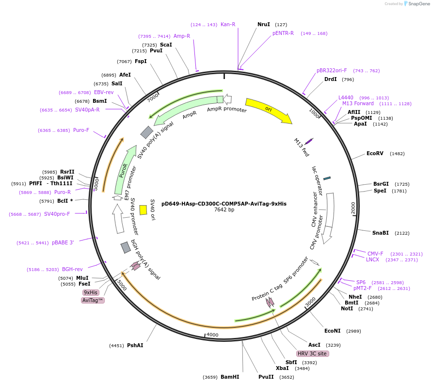 157122-plasmid-map-sequence-id-303353