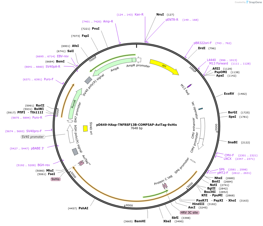 157126-plasmid-map-sequence-id-303361