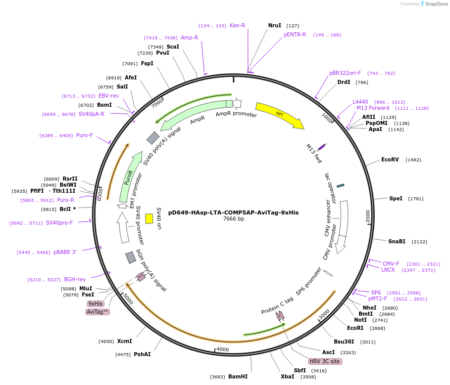 157133-plasmid-map-sequence-id-303375