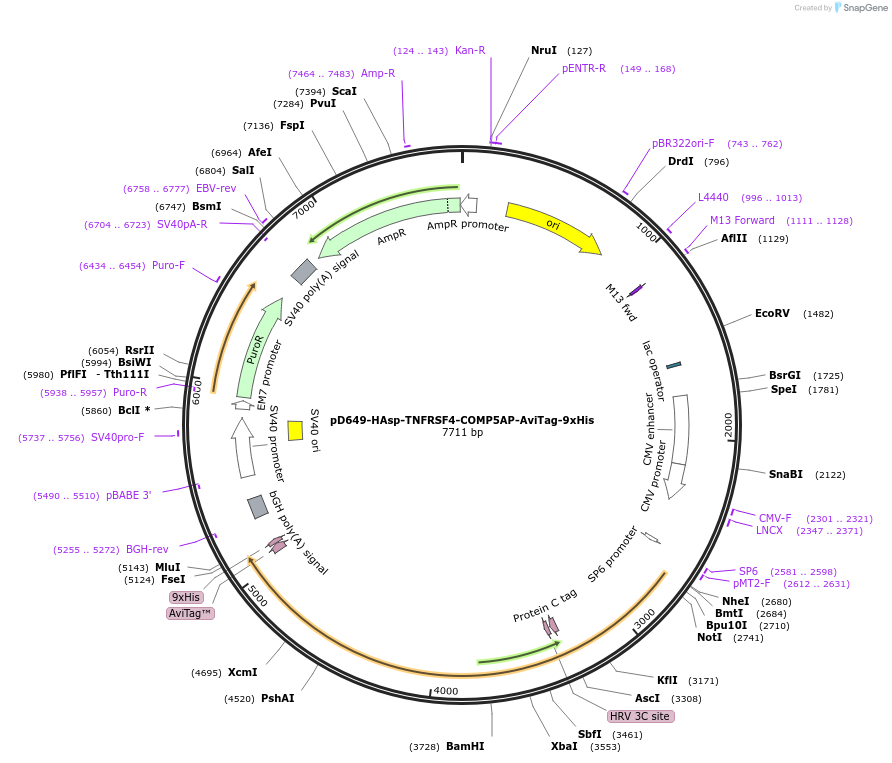 157158-plasmid-map-sequence-id-303425