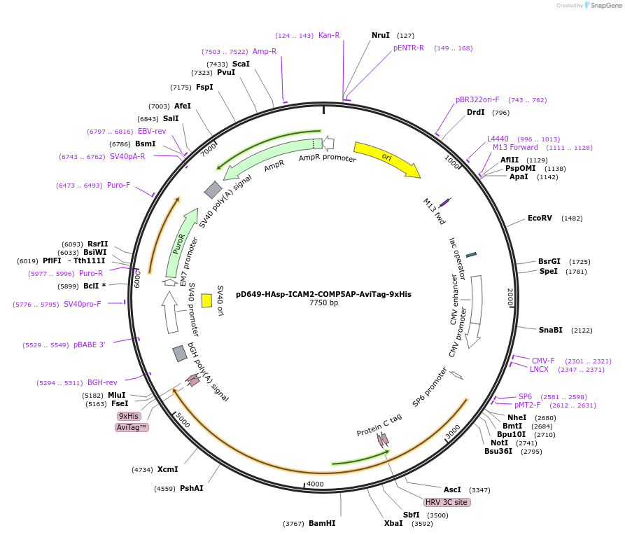 157174-plasmid-map-sequence-id-303457