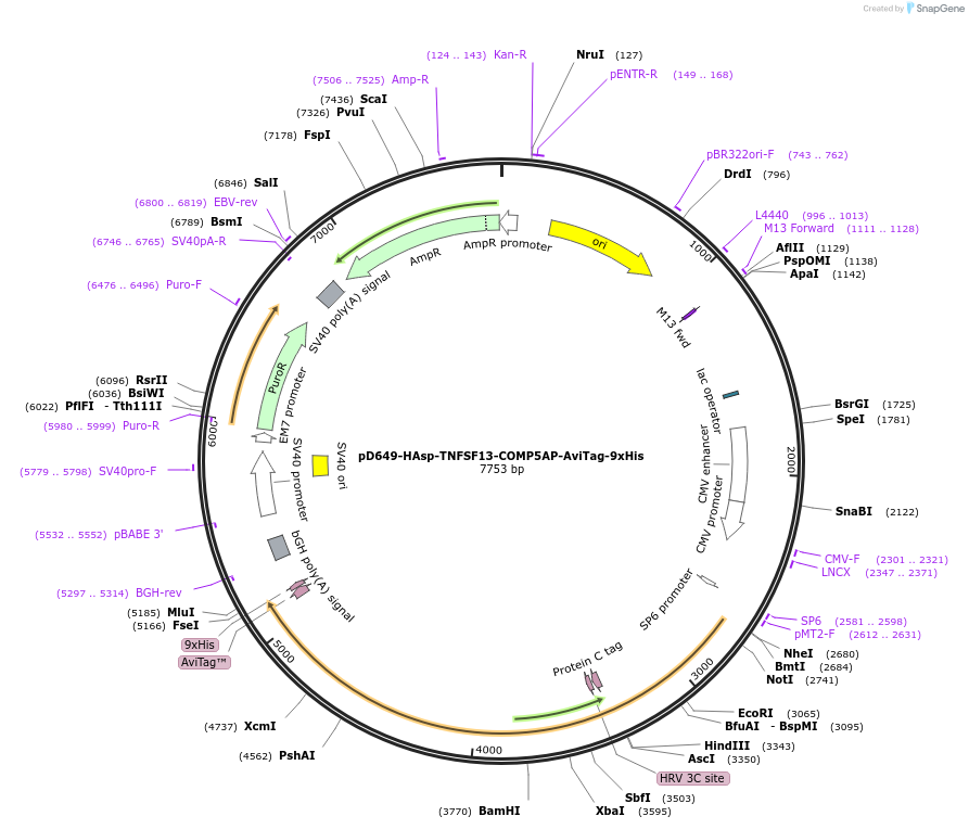 157175-plasmid-map-sequence-id-303459