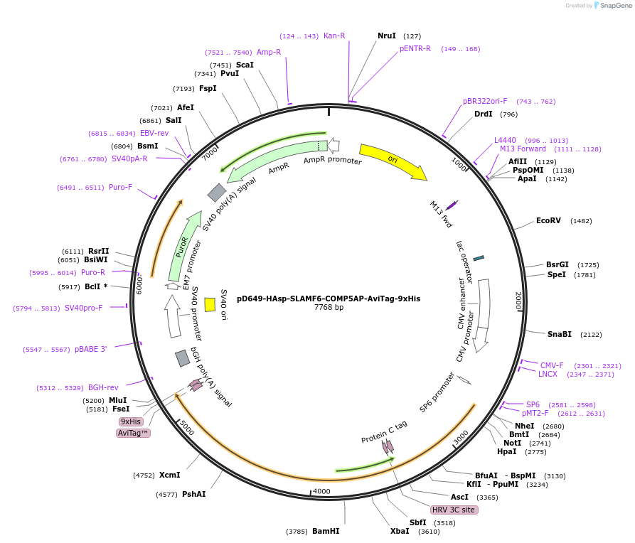 157182-plasmid-map-sequence-id-303473