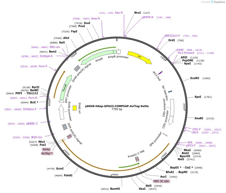157199-plasmid-map-sequence-id-303507