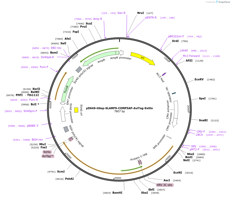 157212-plasmid-map-sequence-id-303533