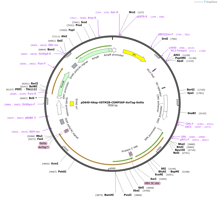157249-plasmid-map-sequence-id-303607