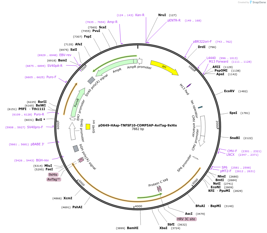 157261-plasmid-map-sequence-id-303631
