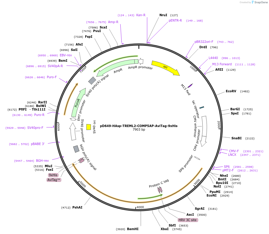 157265-plasmid-map-sequence-id-303639