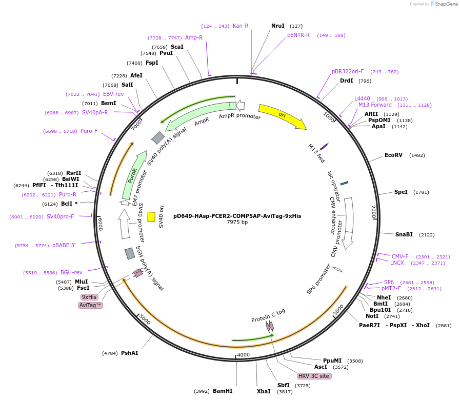 157280-plasmid-map-sequence-id-303669