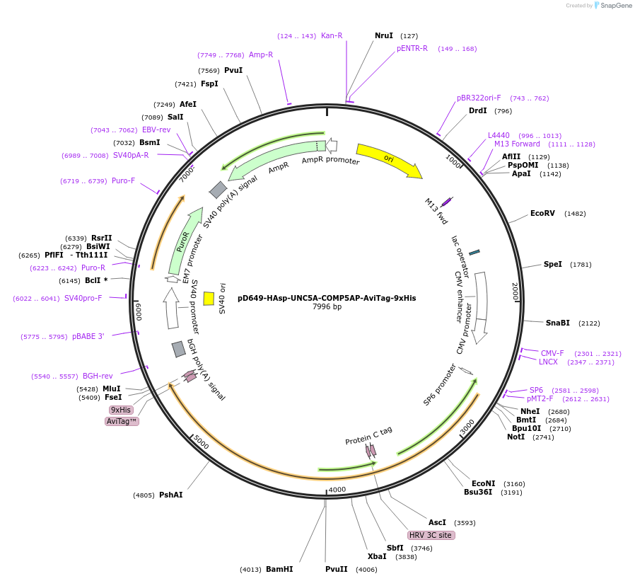 157286-plasmid-map-sequence-id-303681
