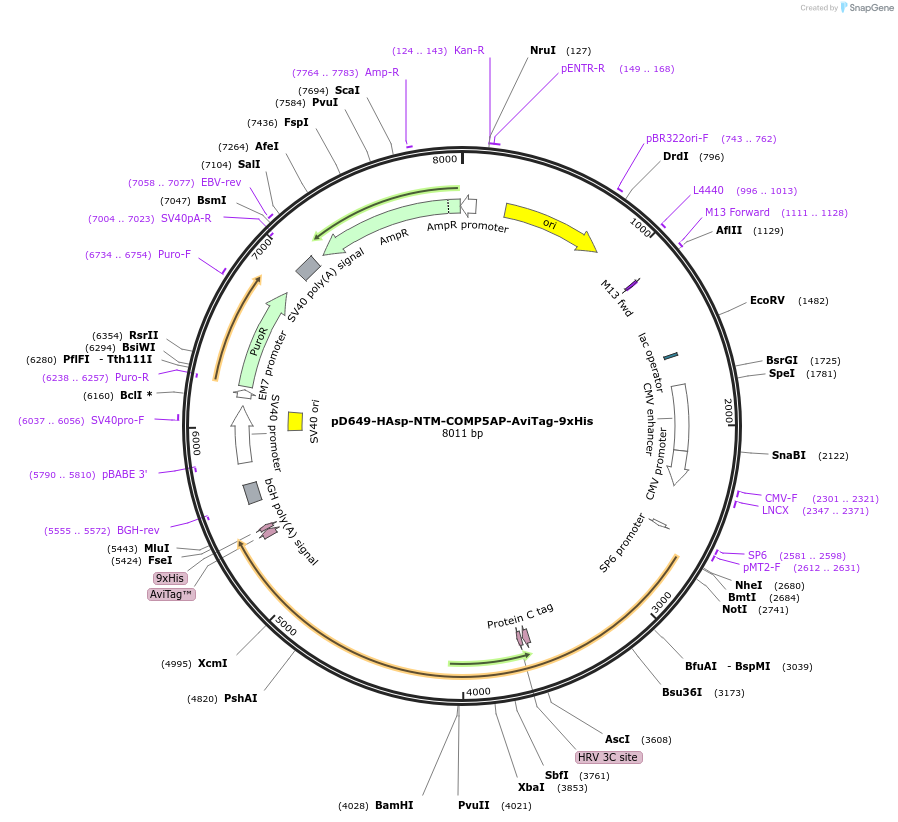 157290-plasmid-map-sequence-id-303689