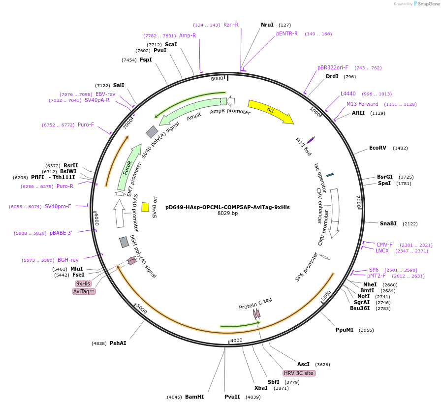 157297-plasmid-map-sequence-id-303703