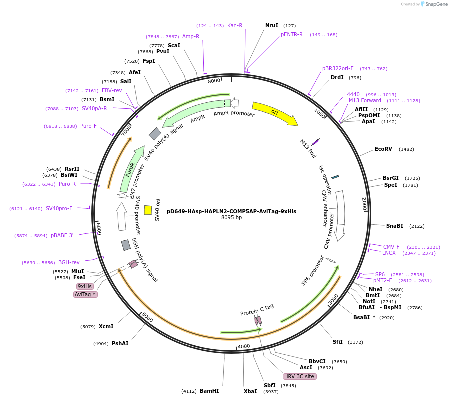 157316-plasmid-map-sequence-id-303741