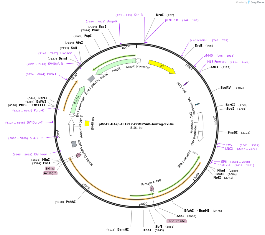157317-plasmid-map-sequence-id-303743