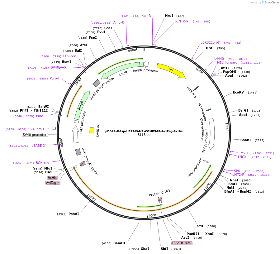 157324-plasmid-map-sequence-id-303757