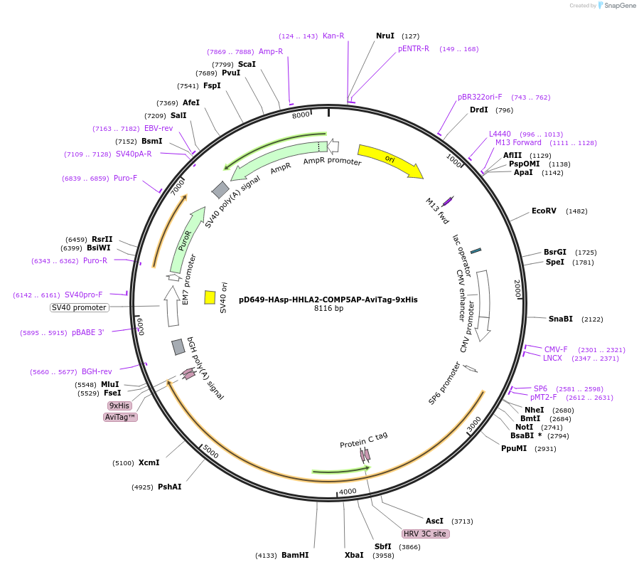 157327-plasmid-map-sequence-id-303763