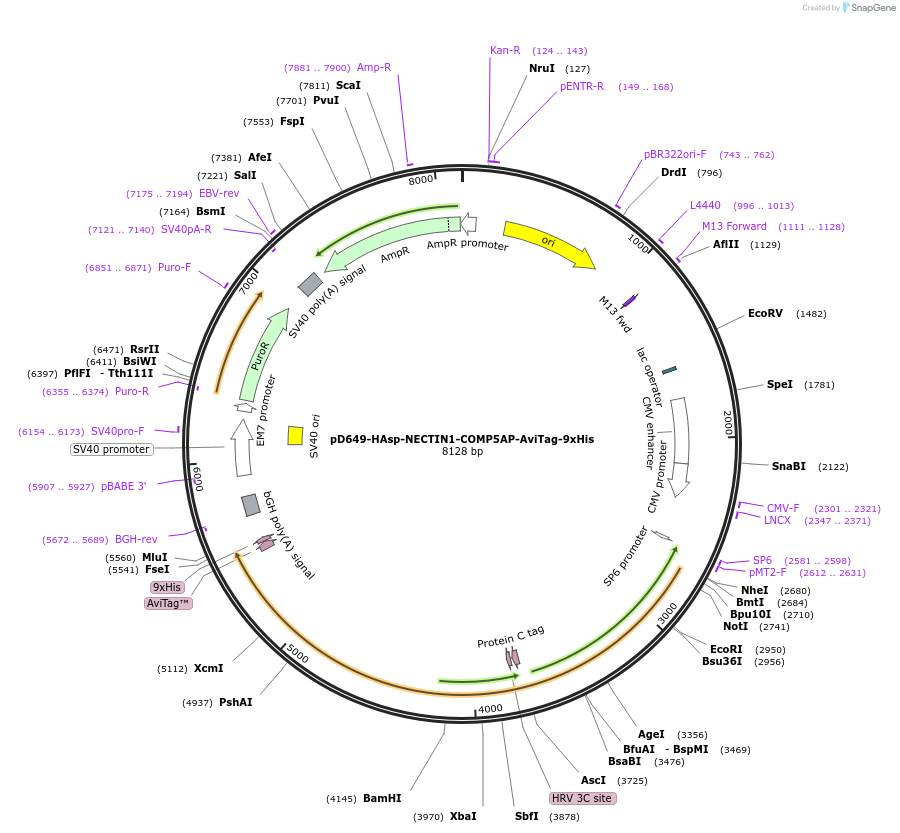 157330-plasmid-map-sequence-id-303769
