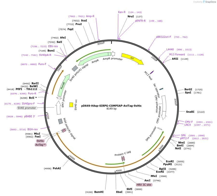 157336-plasmid-map-sequence-id-303781