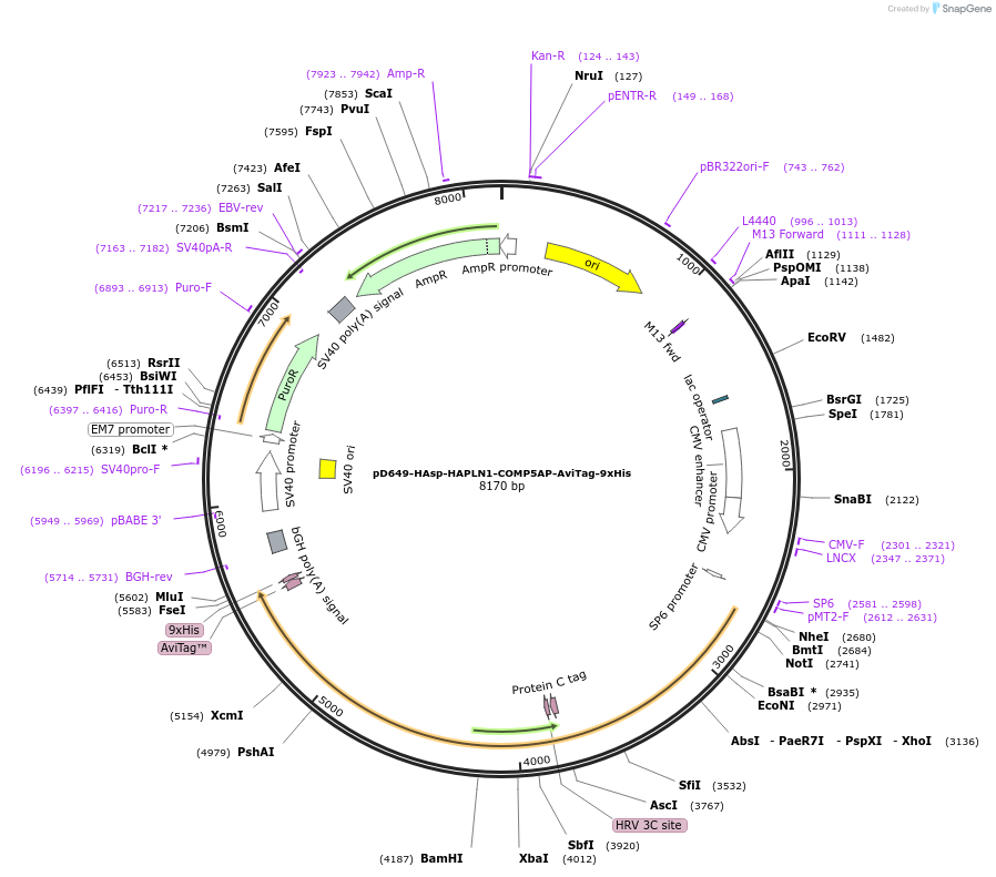 157341-plasmid-map-sequence-id-303791