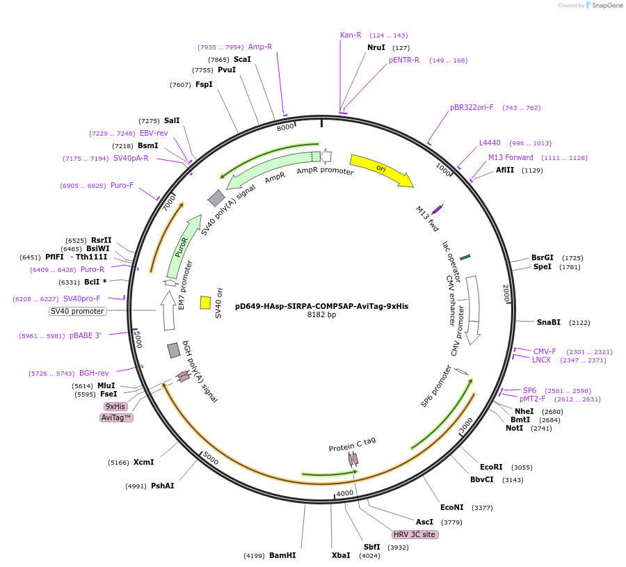157347-plasmid-map-sequence-id-303803