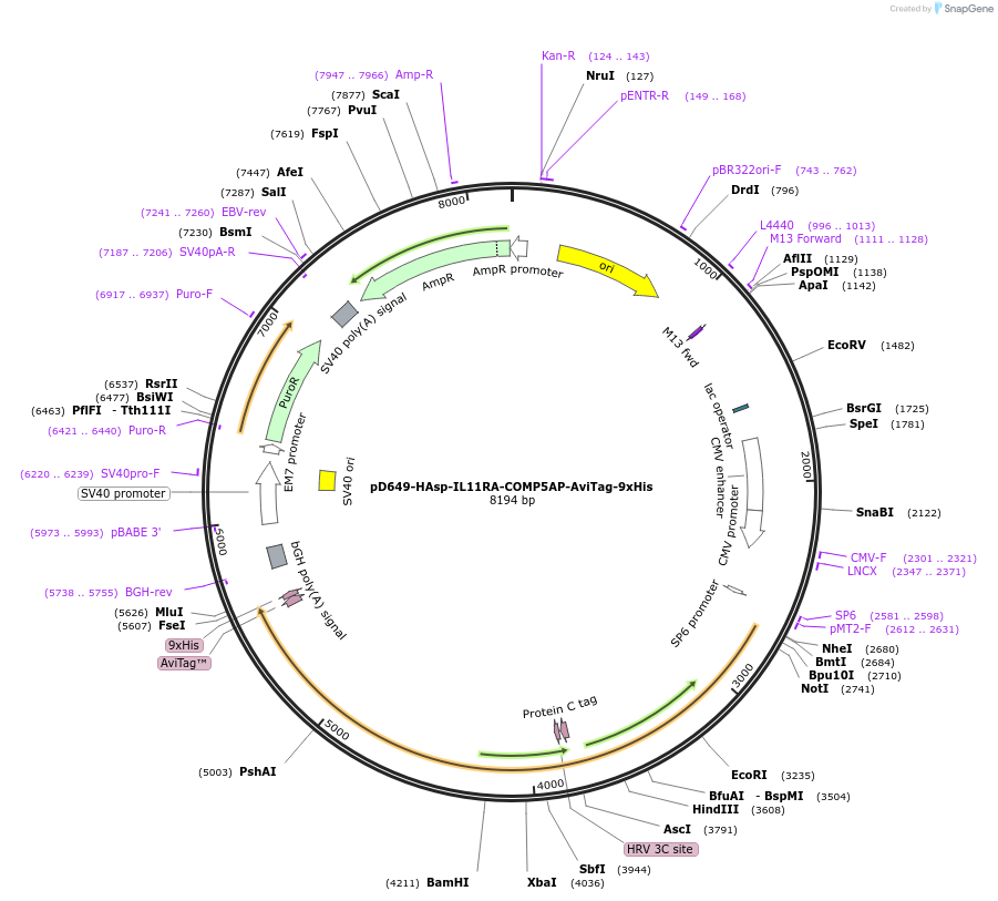 157352-plasmid-map-sequence-id-303813