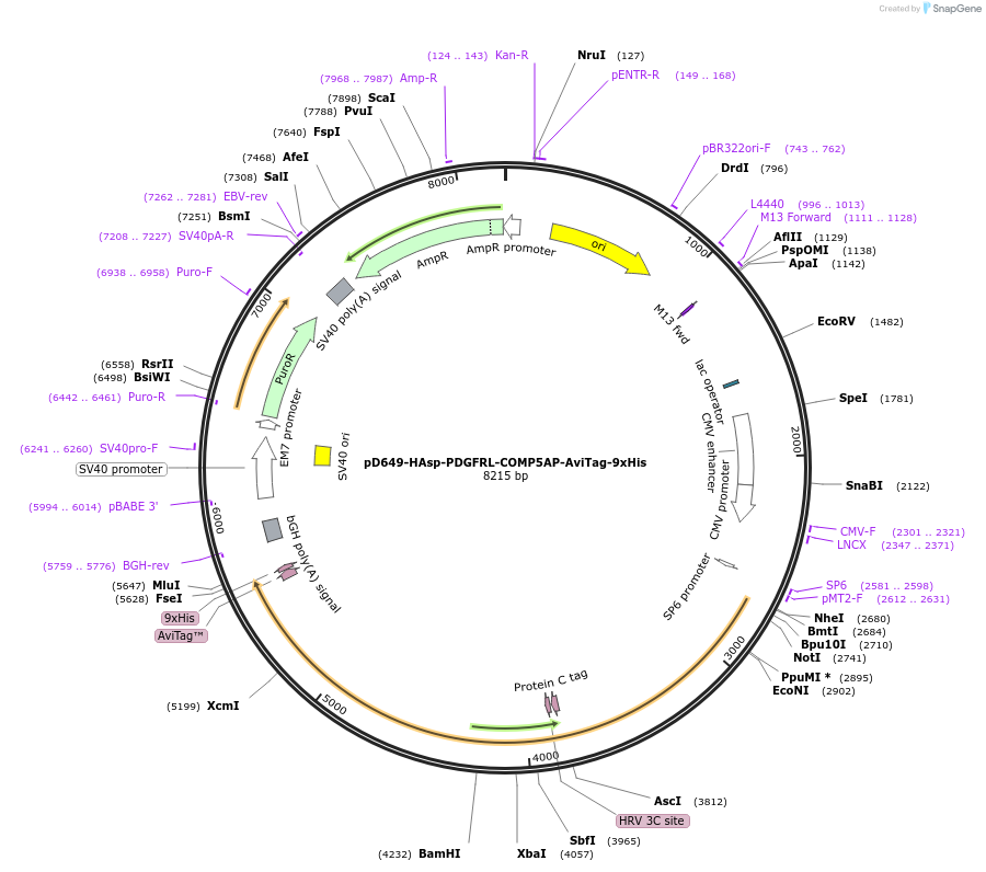 157362-plasmid-map-sequence-id-303833