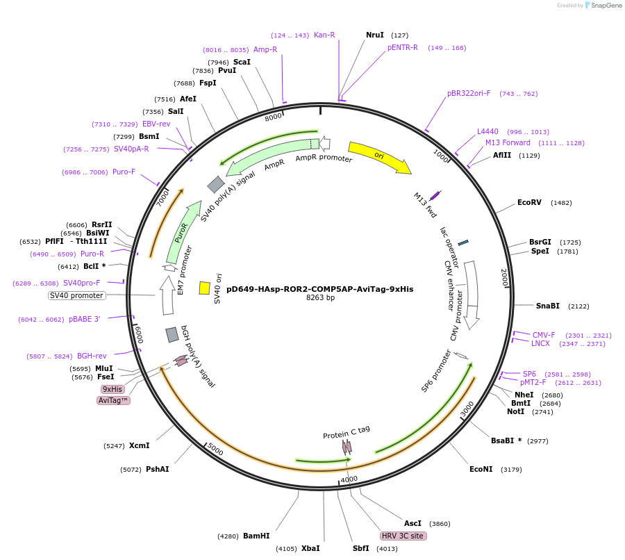 157371-plasmid-map-sequence-id-303851