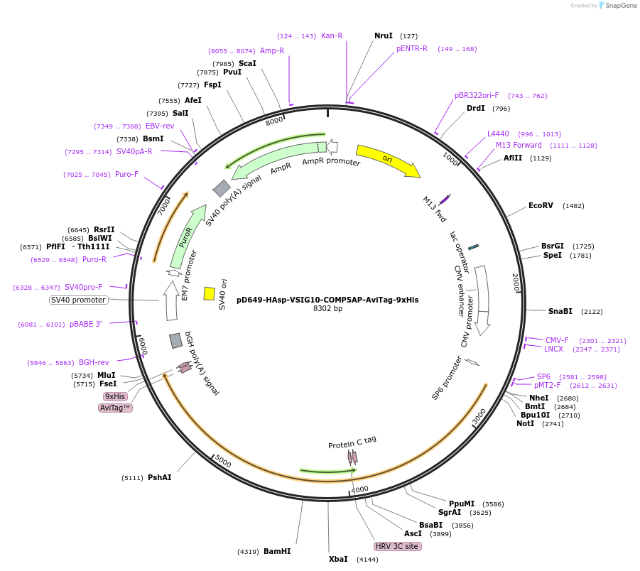 157377-plasmid-map-sequence-id-303863