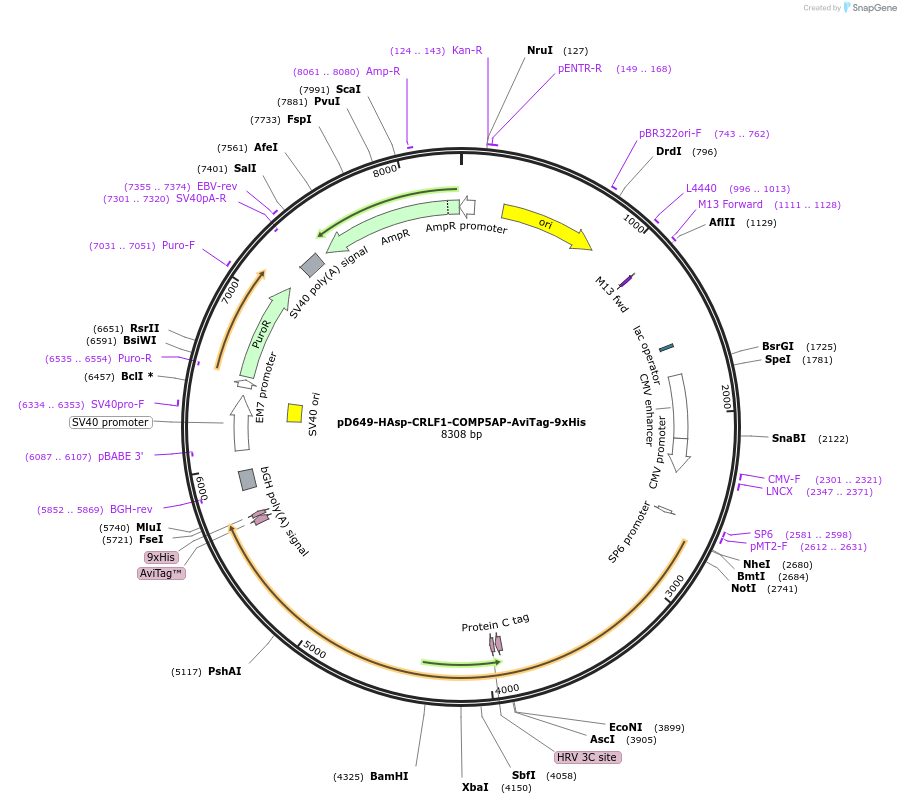 157378-plasmid-map-sequence-id-303865
