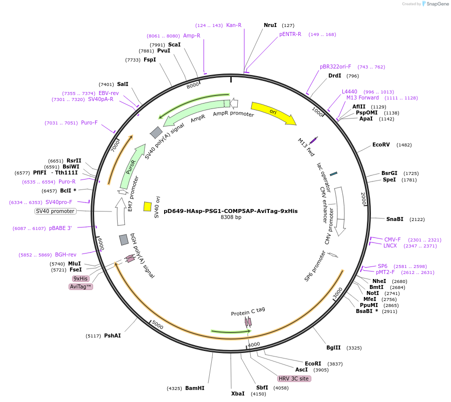 157379-plasmid-map-sequence-id-303867
