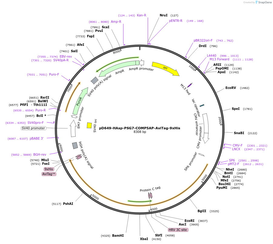 157381-plasmid-map-sequence-id-303871