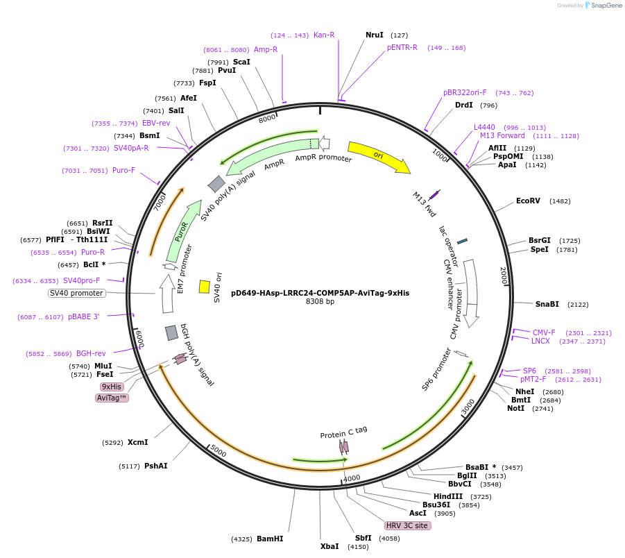 157382-plasmid-map-sequence-id-303873