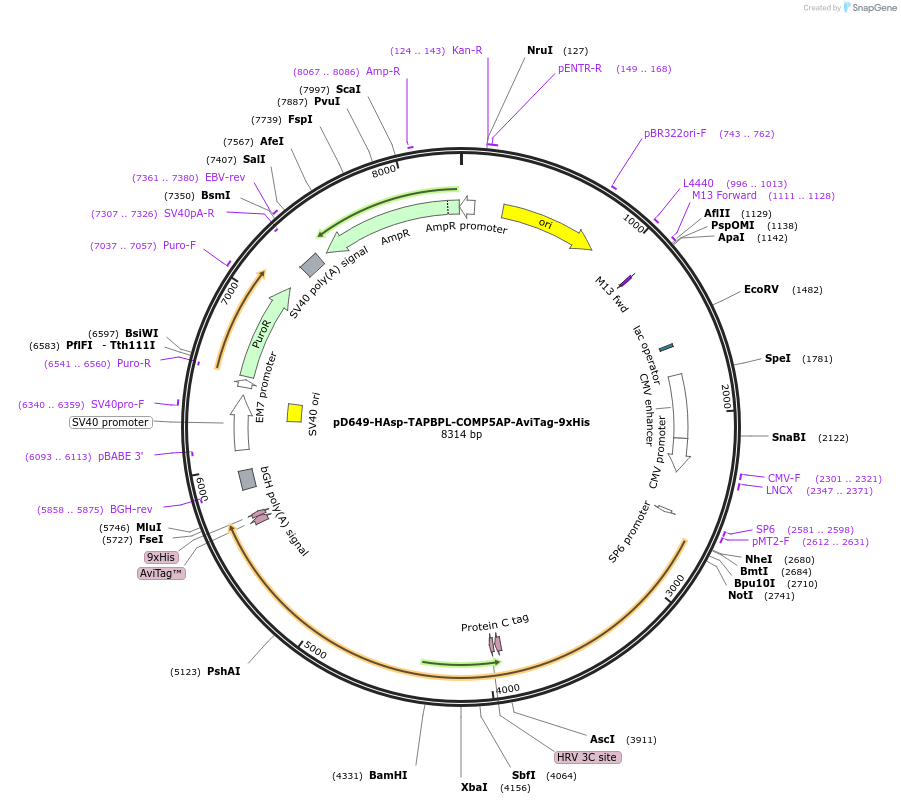 157383-plasmid-map-sequence-id-303875