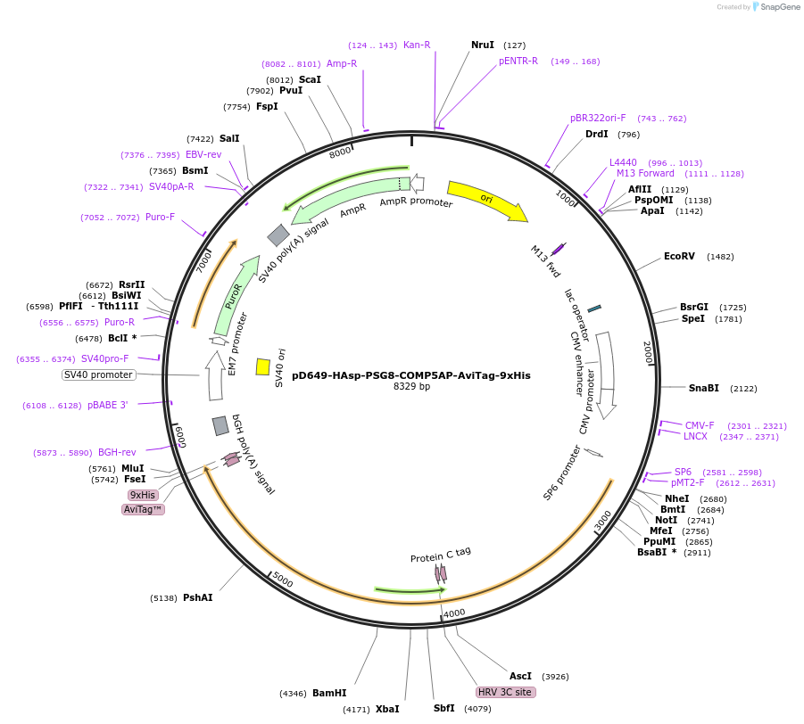 157389-plasmid-map-sequence-id-303887