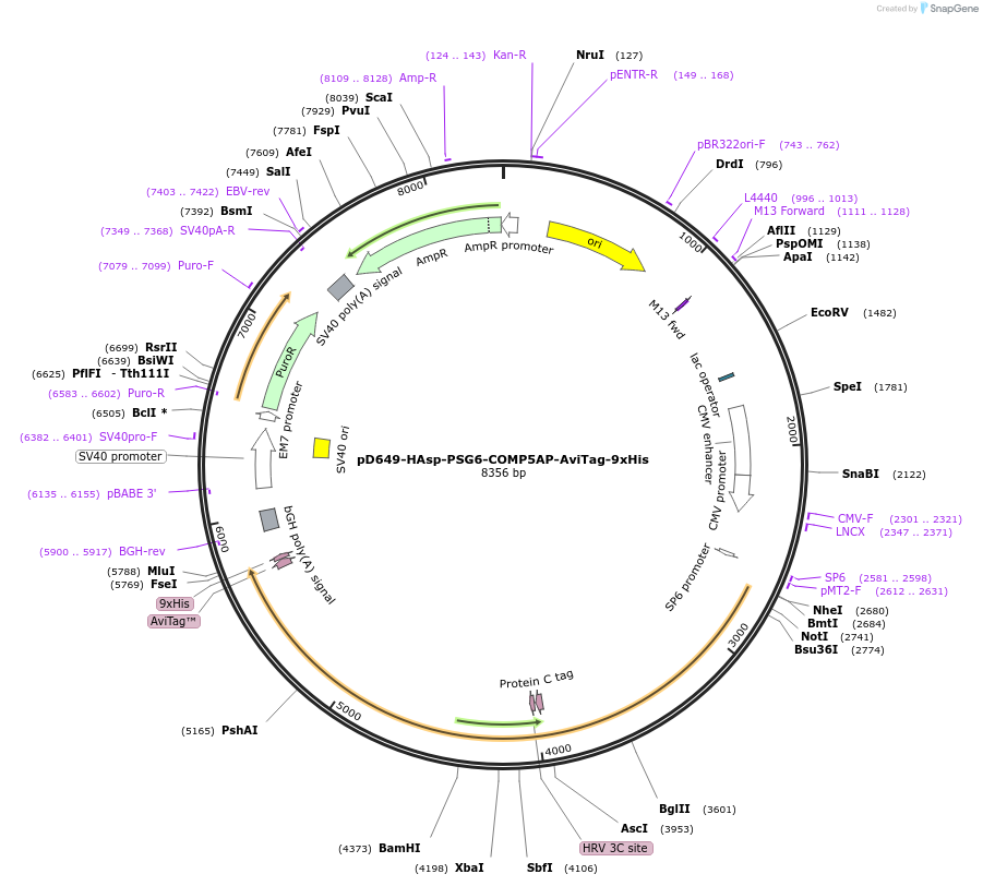 157405-plasmid-map-sequence-id-303919