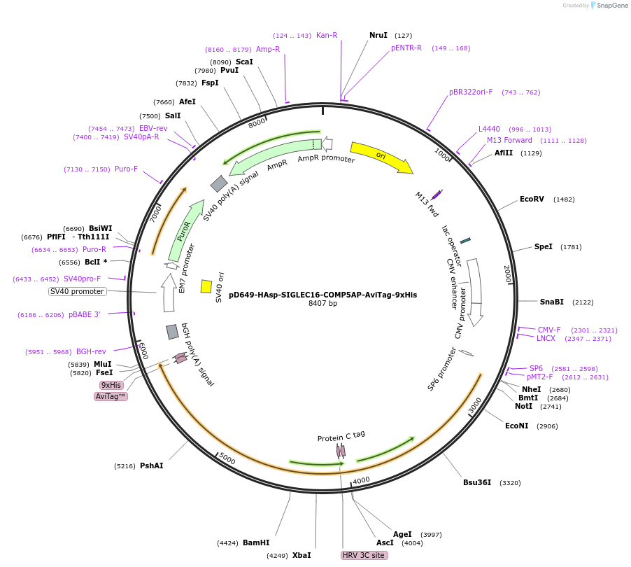 157411-plasmid-map-sequence-id-303931