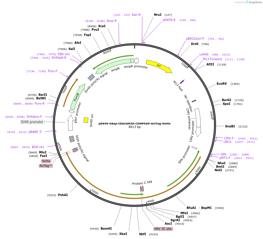 157413-plasmid-map-sequence-id-303935