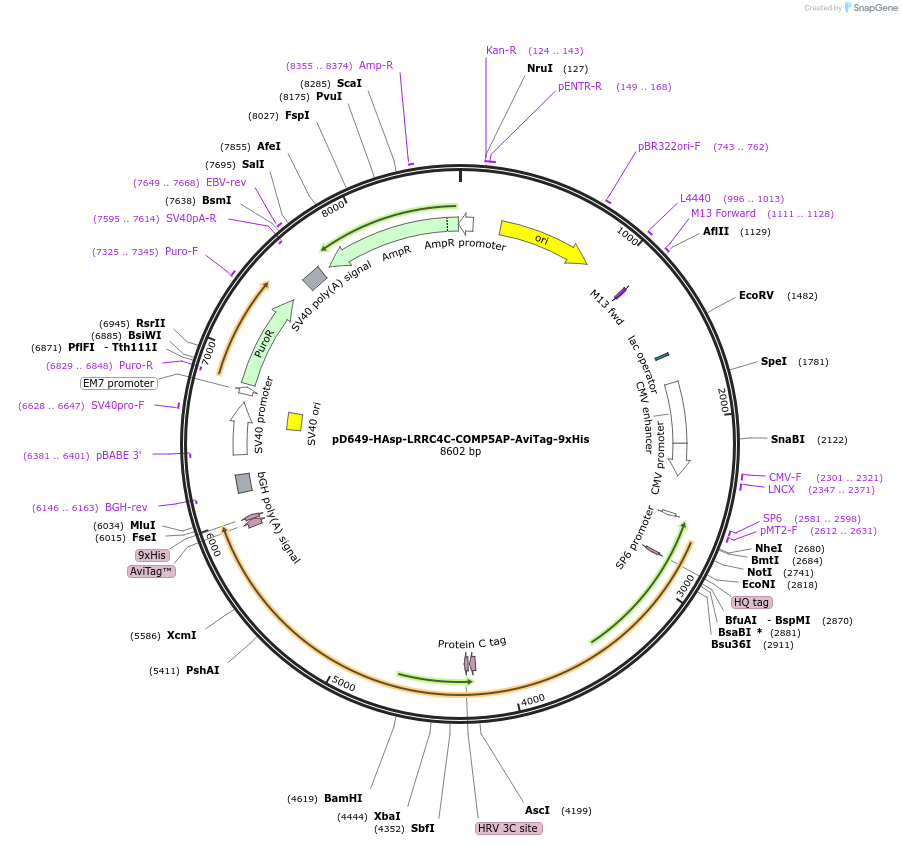157441-plasmid-map-sequence-id-303991