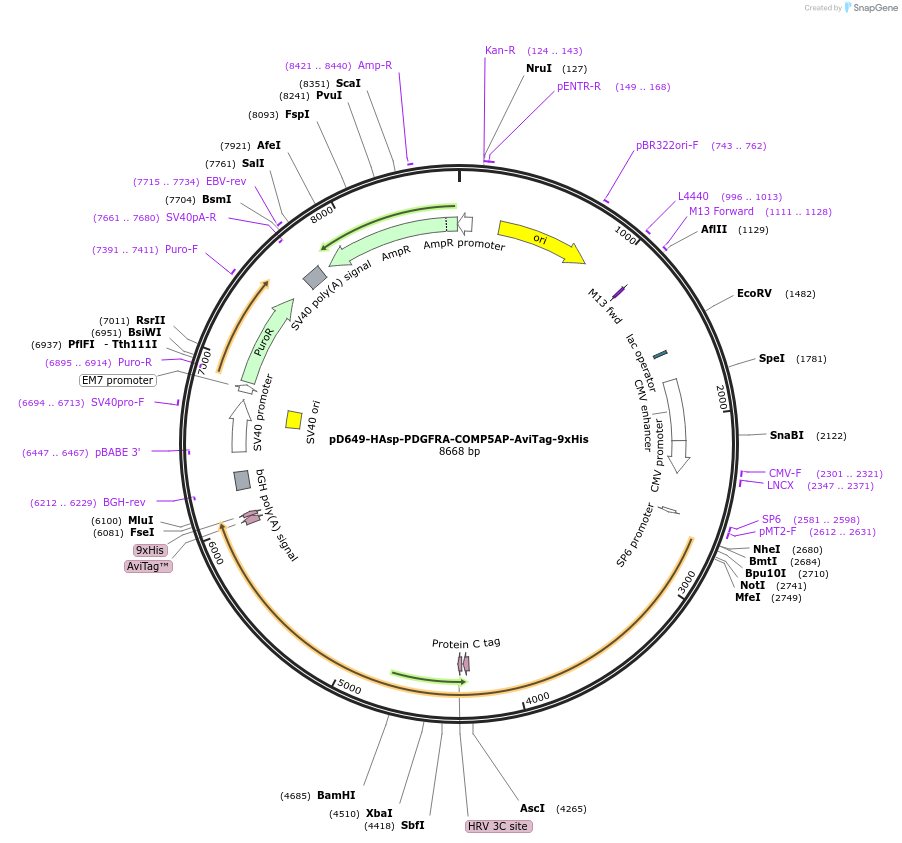 157454-plasmid-map-sequence-id-304017