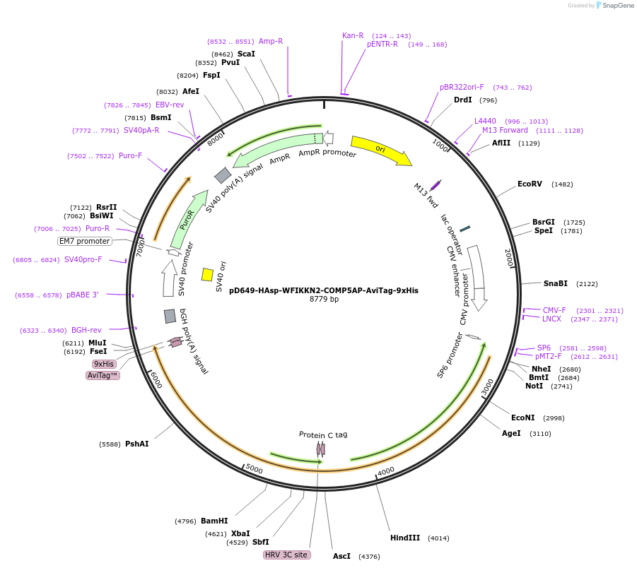 157475-plasmid-map-sequence-id-304059