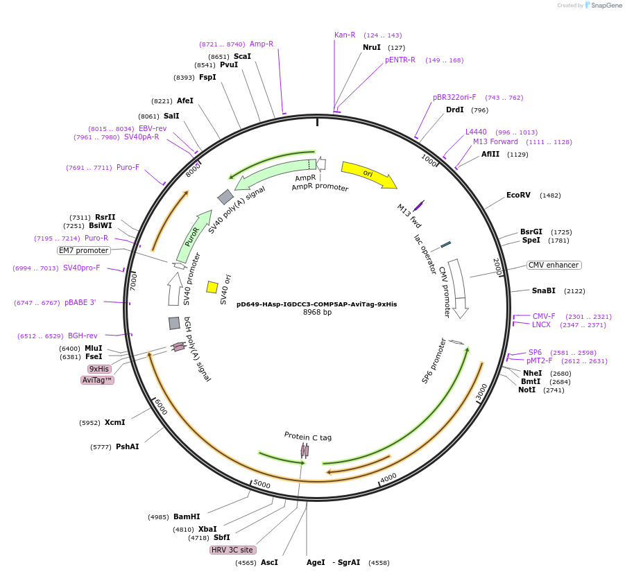 157489-plasmid-map-sequence-id-304087